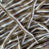 Wave laces Coffee White