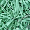 Off White SHOELACES laces veters Aquamarine Aquamarijn